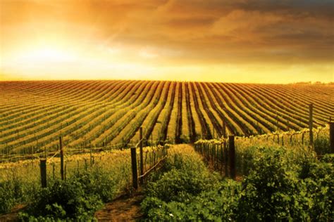 costs  buy  wine farm  stellenbosch businesstech
