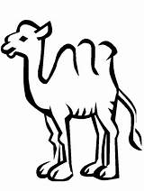 Camel Coloring Pages Camels Color Clipart Kids Print Cliparts 1693 Animals Printable Animated Fun Kameel Library Clip Coloringpages1001 Sheets Popular sketch template