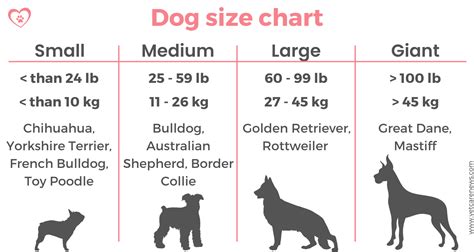 dog small medium  large  ultimate guide  dog sizes