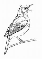 Oiseau Tekening Vogel Wit Chante Passaro Passarinho Zingende Freepik Cantando sketch template