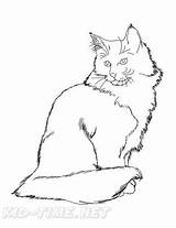 Cat Norwegian Forest Coloring Breed Book Printable Pages sketch template