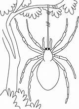 Spider Colorluna Funnel Spiders sketch template