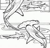 Hammerhead Shark Drawing Coloring Sheet Getdrawings sketch template
