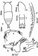 Afbeeldingsresultaten voor "haloptilus Fons". Grootte: 124 x 185. Bron: copepodes.obs-banyuls.fr