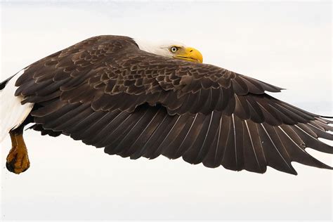 eagle species symbolic adoptions  wwf