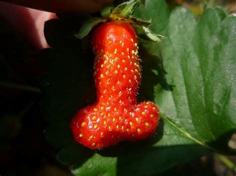See Uk Woman Picks Penis Shaped Strawberry From Her Garden New York