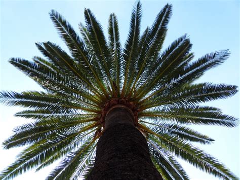 images plant sky palm tree log green canopy frond crown