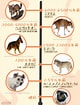 犬 系統図 に対する画像結果.サイズ: 80 x 105。ソース: doghealth119.com
