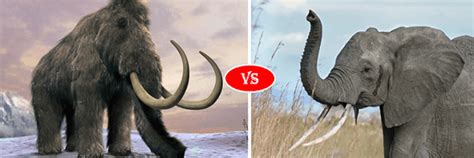 elephant vs mammoth fight comparison who will win