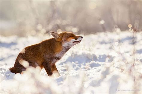 Charming Red Fox Photos Capture Their Resilience In The Winter Snow