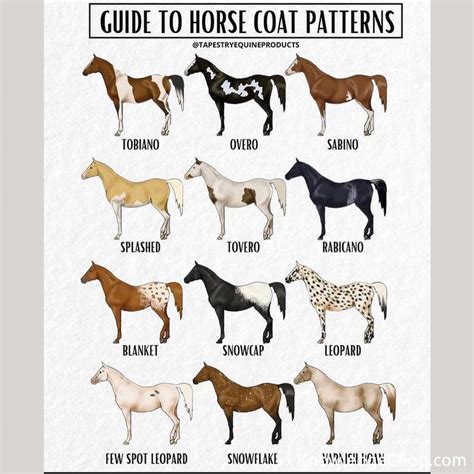 cool guide  horse coat patterns knowledge ninja