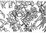 Bougainvillea Designlooter Karst Quinacridone Sierpinski sketch template