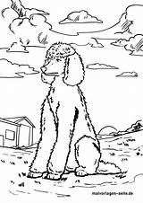 Pudel Ausmalen Hunde sketch template