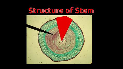structure  stem youtube