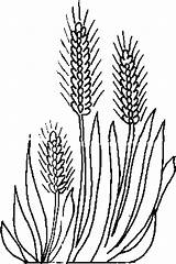 Wheat Coloring Plant Coloriage Ears Barley Pages Sketch Some Drawings Dessin Plants Plante Plantes Aromatiques Gif Designlooter Colorier 49kb Imprimer sketch template