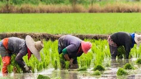 how to plant rice useful tips to know legit ng