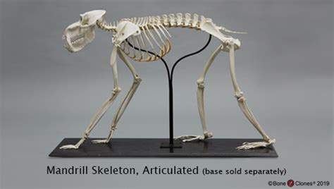 Bone Clones Inc Osteological Reproductions