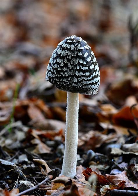 the world s best photos of fungi and wild flickr hive