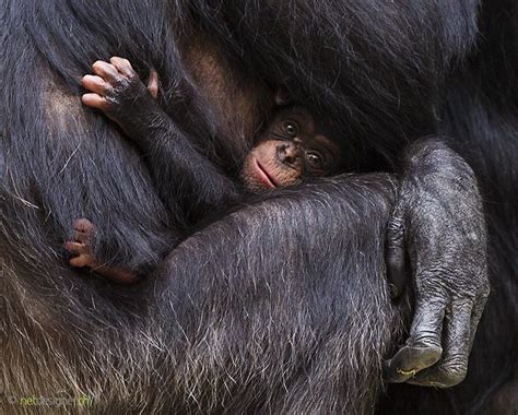 baby chimpanzee  daniel muenger  px baby chimpanzee chimpanzee