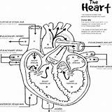 Coloring Anatomy Heart Pages Human Anatomical System Body Respiratory Kids Printable Physiology Sheets Diagram Book Nursing Books Color Outline Worksheet sketch template