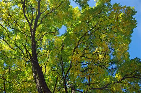 trees  pinnately  bipinnately compound leaves