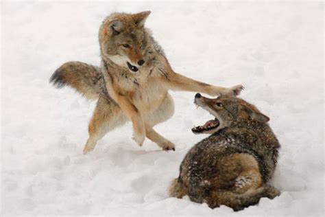 coyote fight coyote hunting hunting dogs predator hunting