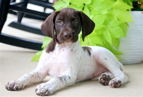 beauty german shorthaired pointer puppy  sale keystone puppies
