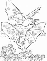Coloring Bats Pages Nectar Bat Printable Gathering Gif Two Kids Flying Cave Book Halloween Colouring Color Sheets Print Pixels Supercoloring sketch template