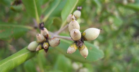 api api putih avicennia alba blume ditinjau  morfologi taksonomi  khasiat belajar yukk