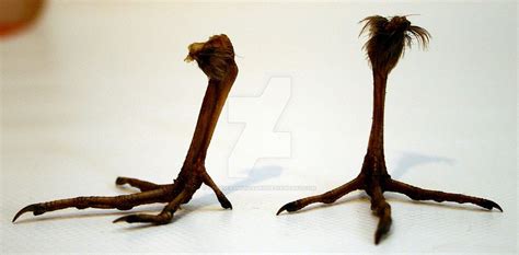 bird legs 002 by odysseasmiliosart bird chickens legs