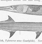 Afbeeldingsresultaten voor "tylosurus Acus". Grootte: 178 x 153. Bron: fishbiosystem.ru