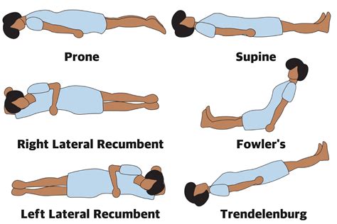 position anatomique definitions  illustrations troovezcom