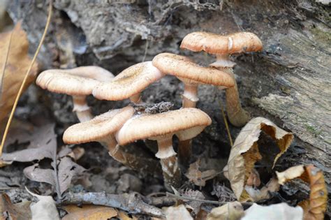 Cayahoga Park Ohio Mushrooms Fungi Nature Photography Stuffed