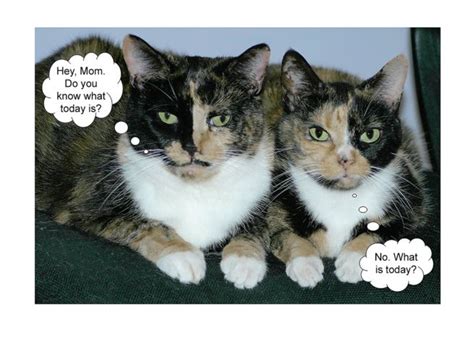 happy mothers day humorous cats card ad affiliate rsquo mother