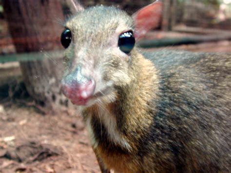 imageafter  animal big eyes mouse
