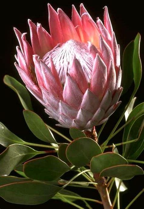 protea flower specs pictures flowers gallery