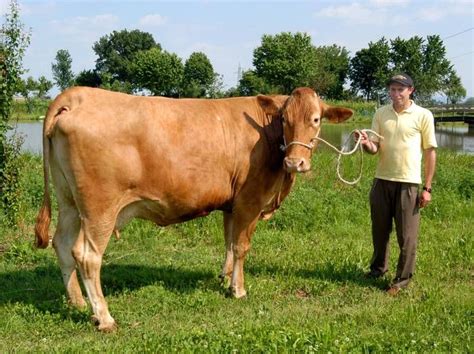pin  jim durham  italian  cattle breeds breeds cattle aosta