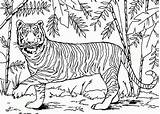 Tigre Bengala Tudodesenhos sketch template