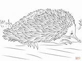 Echidna Coloring Pages Beaked Cute Short Pluspng 1228 Click Drawing Printable Drawings 22kb sketch template