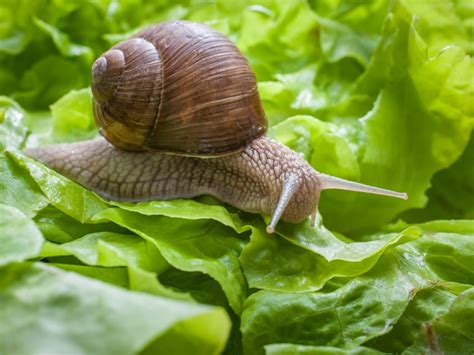 control snails naturally   garden