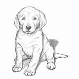 Labrador Pencil Retriever Kleurplaat Labradors Hund Relistic Zeichnen Disegno Getdrawings Filhote Perro Tierzeichnungen Cane Cachorro Schritt Cani Hond Nathan sketch template