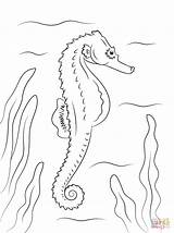 Seahorse Coloring Pages Drawing Adult Printable Outline Horse Supercoloring Color Ocean Fish Creatures sketch template