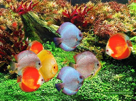 beauty  underwater discus  king ofaquarium
