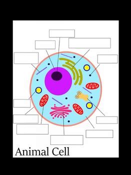 animal cell diagram  worksheet  fish fam homeschoolers tpt