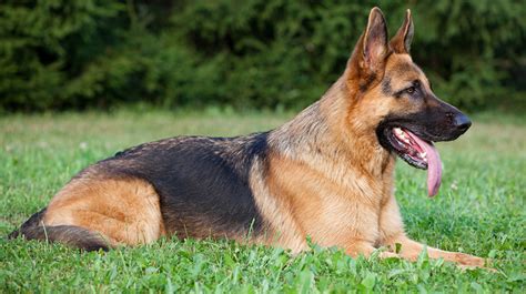 german shepherd pet health insurance tips
