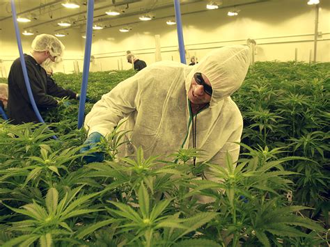 cannabis industry says it needs more growers to meet