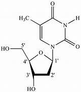 Nucleoside Nucleotide Deoxy Carbon Thymidine Ucla Igoc Chem Harding Edu sketch template