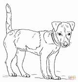 Terrier Russel Colorare Hund Ausmalbild Ausmalbilder Coloriage Supercoloring Rysunek Krok Fox Cani Ausdrucken Kostenlos Psow Highland Honden sketch template