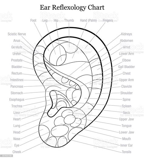 Ear Reflexology Chart Outline Stock Illustration Download Image Now