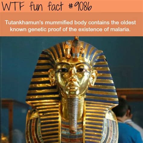 five facts about king tut